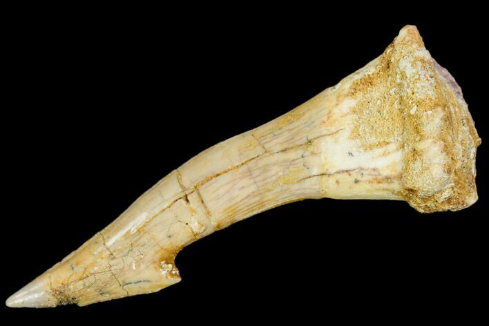 Fossil Sawfish (Onchopristis) Rostral Barb- Morocco #106390